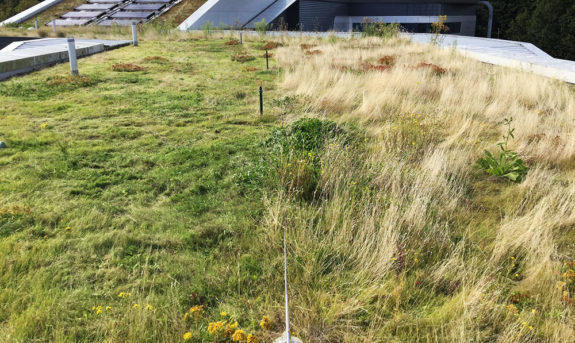Cut / no-cut biomass management on a flat green roof