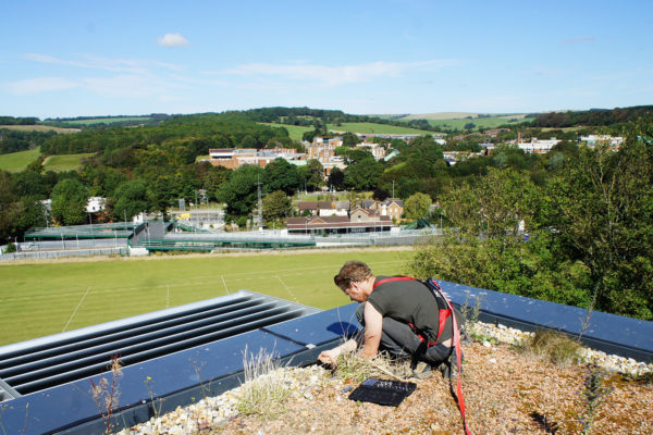 one of our team, caring and maintaining a green roof