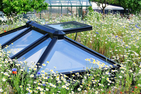 showing wild flowers and plant development on a green roof