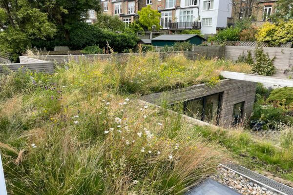 A Green Roof Revival Muswell Hill after 1 year